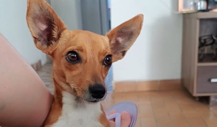 Ajude a pequena nina voltar a andar 
