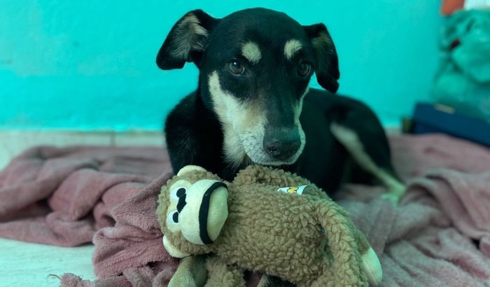 Ajude a salvar a vida da pretinha