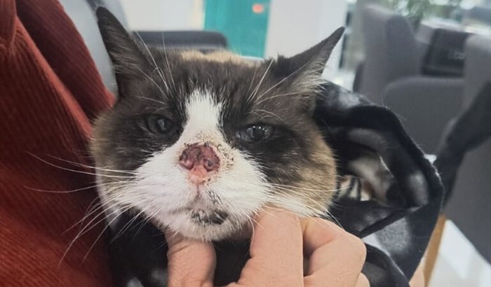 Ajude o Toddy contra o câncer