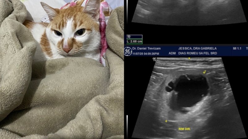 imagem da vaquinha Nefrectomia do Romeu