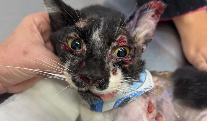 Doe amor para quem só conheceu a dor, ajude o Guerreiro