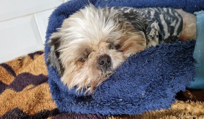 Tratamento cachorrinho Benji