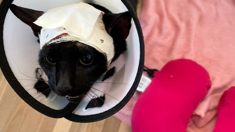 imagem da vaquinha Ajude o gatinho Pantera