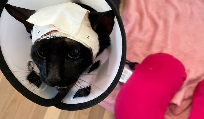 Ajude o gatinho Pantera