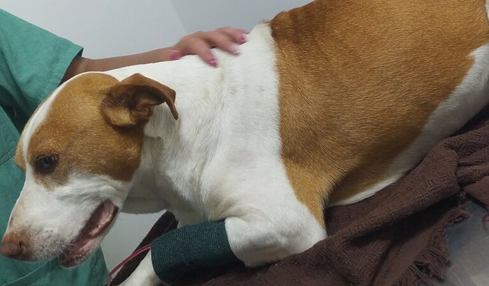 Para cirurgia de emergência do Cachorro Vicent 🐾🐶