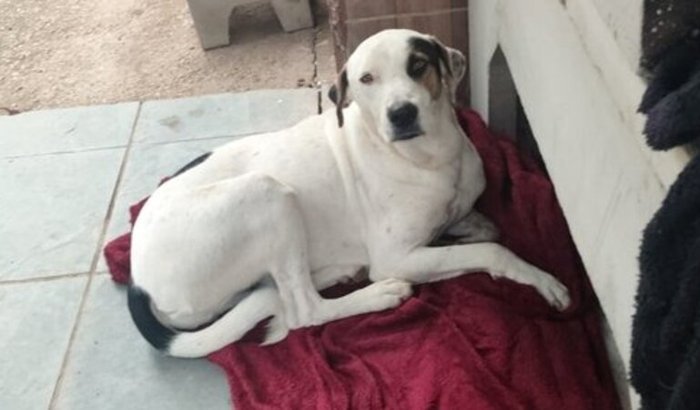 13 cães resgatados, precisamos de você!