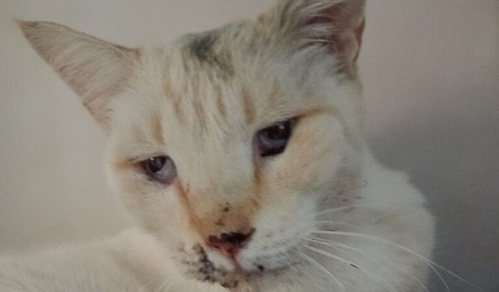 Custos veterinários do pipoca