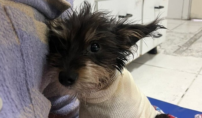 Ajude o Ralfi a se recuperar! 🐾❤️