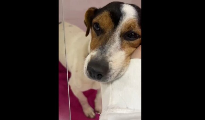 Ajuda pra cirurgia do Bolinha