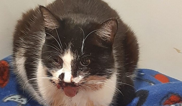 Cirurgia, ajude a Mana(Gatinha)