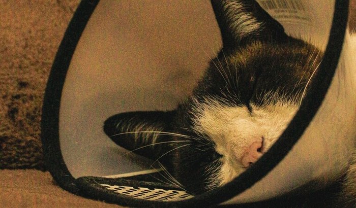 Gato guerreiro: sobreviveu, agora precisa da sua ajuda