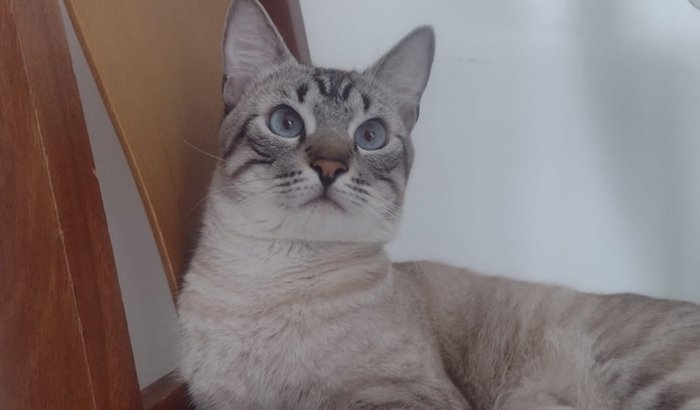 Salve o Alfred (oficial)