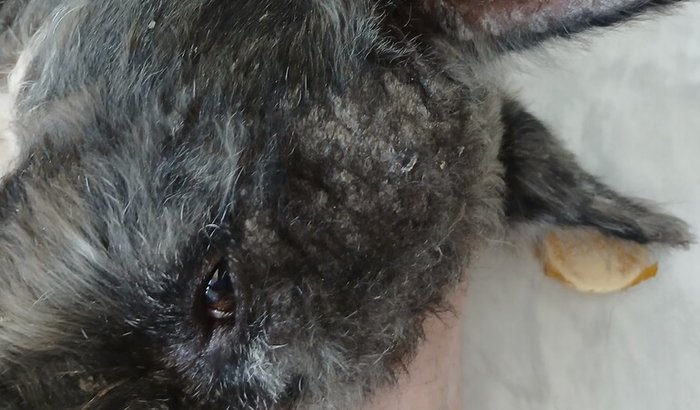 Tratamento da mel que testou positivo de leishmaniose