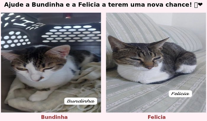 Ajude a Bundinha e a Felicia a terem uma nova chance! 🐾❤️
