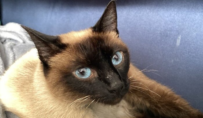 Ajude a mamãe resgatada e seus filhotes a terem uma vida digna! 🐾