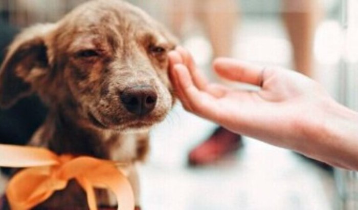 Ajude a ONG Meraki a Quitar Dívidas Veterinárias e Salvar Mais Vidas!