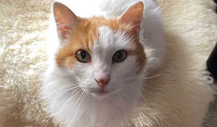 Cirurgia e tratamento da Aurora