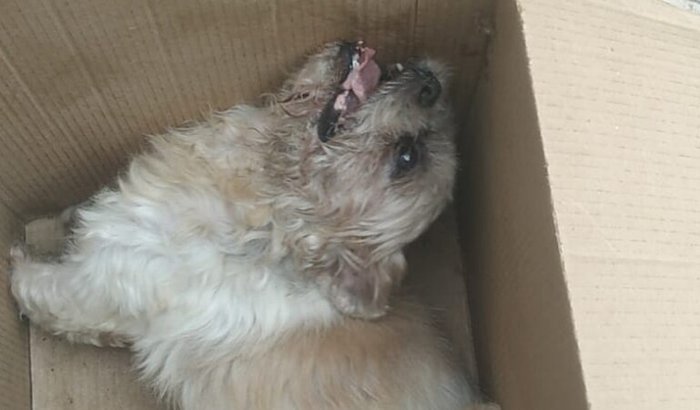 Tratamento de câncer de fígado e prob em outros órgãos