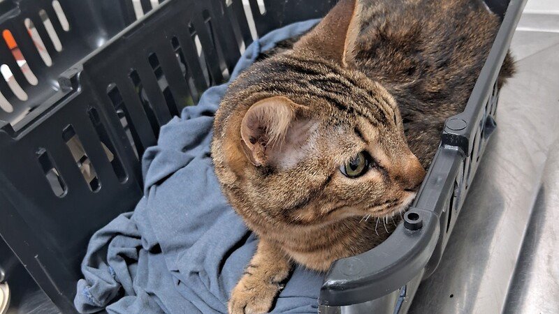 Ajude o Chico a voltar a andar!