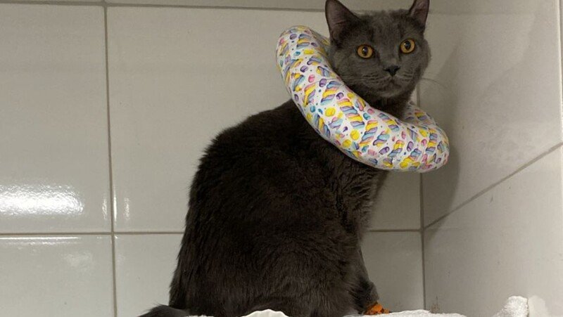 imagem da vaquinha Pagar o tratamento do Cthulhu