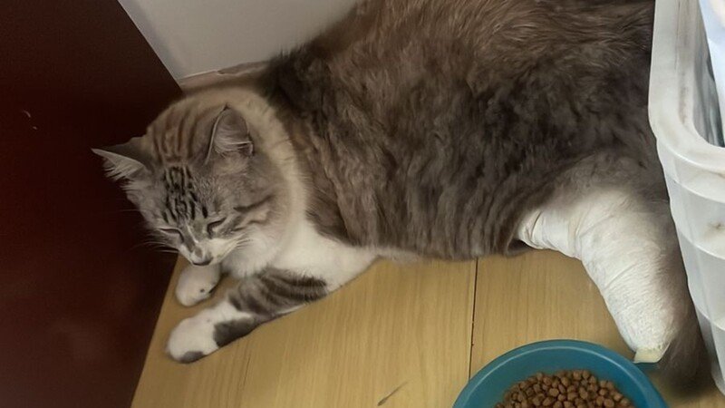 imagem da vaquinha Ajude o gatinho Bob a voltar a andar 