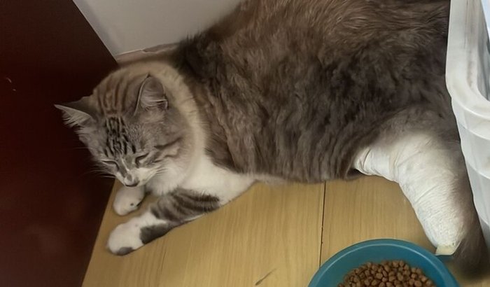 Ajude o gatinho Bob a voltar a andar 