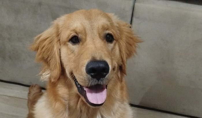 Ajude o Bento a fazer a cirurgia de displasia coxofemoral