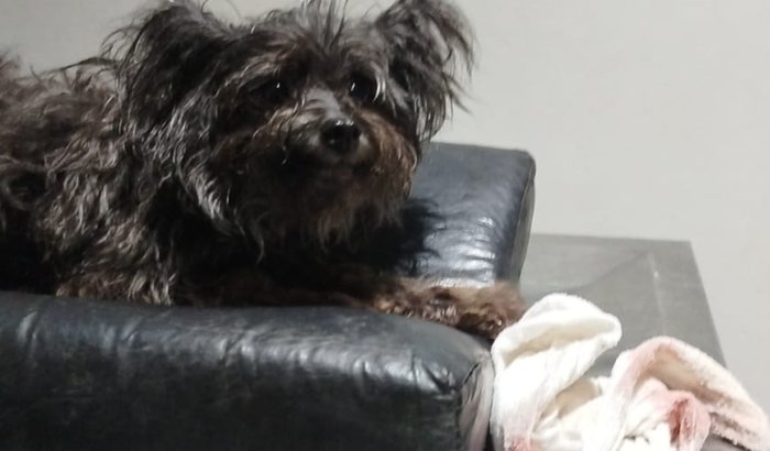 Ajude meu cãozinho bombeiro 