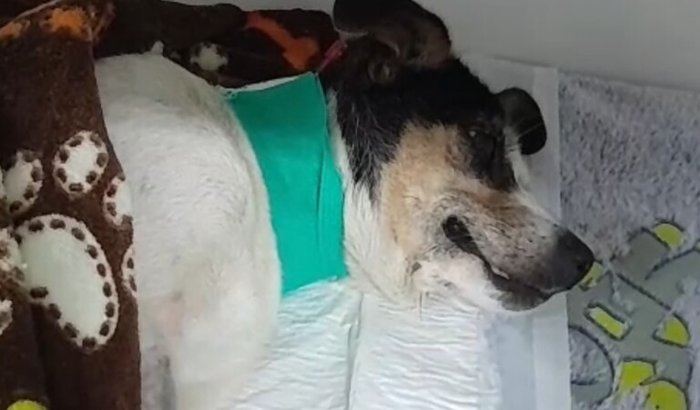 Ajude a cachorrinha Vida
