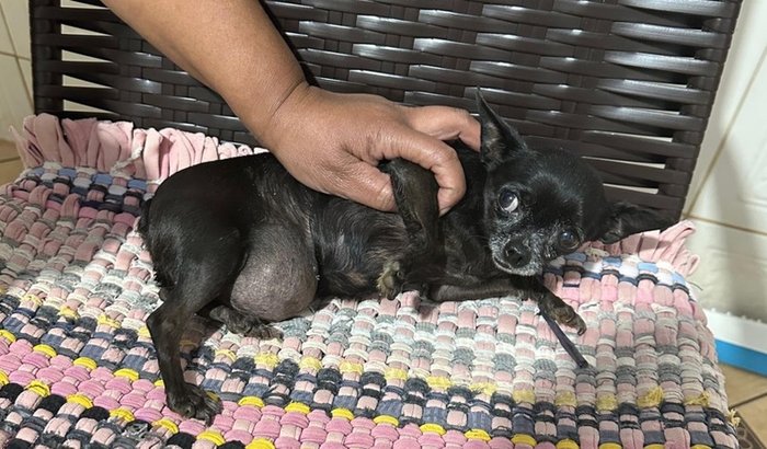 Ajuda para a cirurgia da Nina