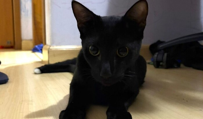 Ajude o Lapiseira a Voltar a Andar 🐾