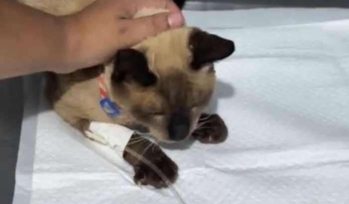 A luta do Nano pela vida continua – ele precisa de ajuda