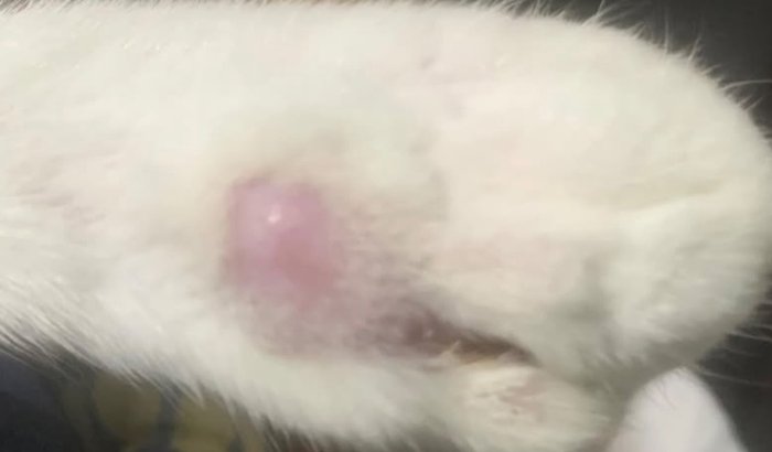 Pré-tratamento de pandora