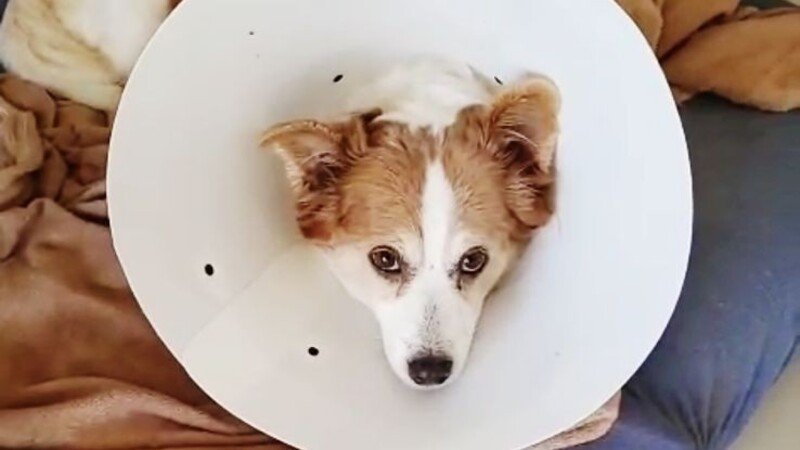 imagem da vaquinha Ajude a Princesa a Vencer o Tumor