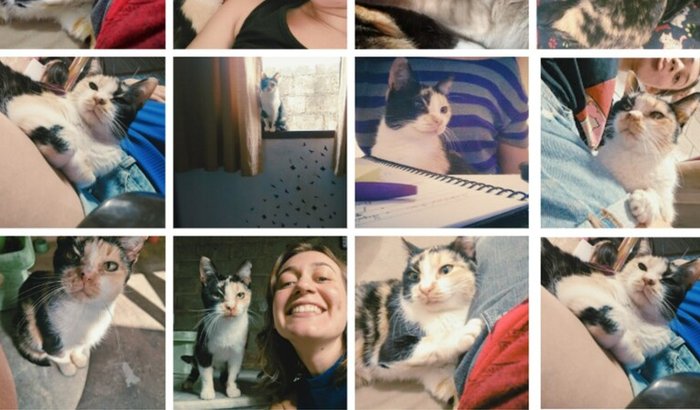 Ajude a pagar a cirurgia da Valente! 🐈