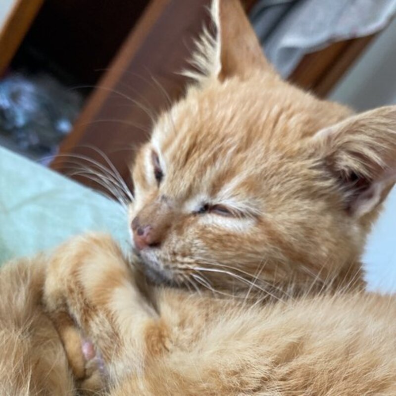 imagem da vaquinha Ajuda para remédios da gatinha Rita 