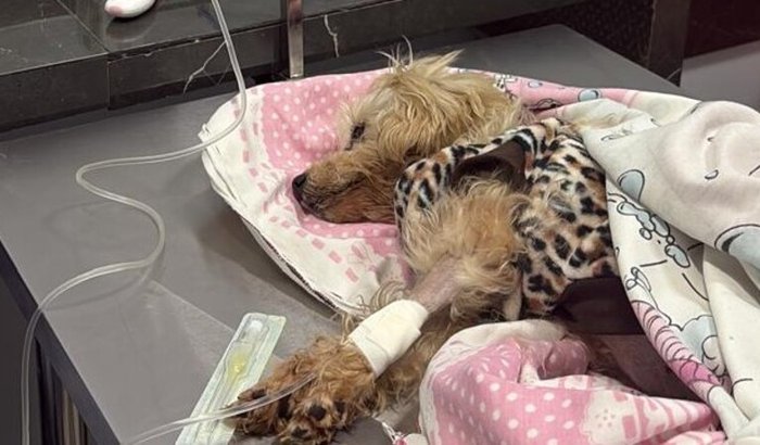 Pipoca Luta pela vida  ajude ela se Recuperar!