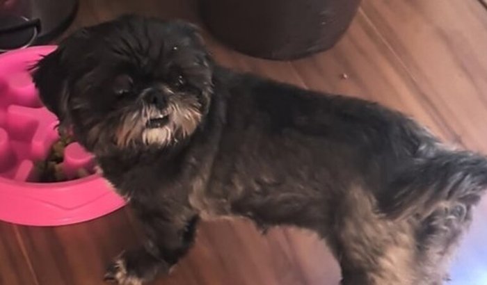 Um novo olhar para Pretinha 🐶