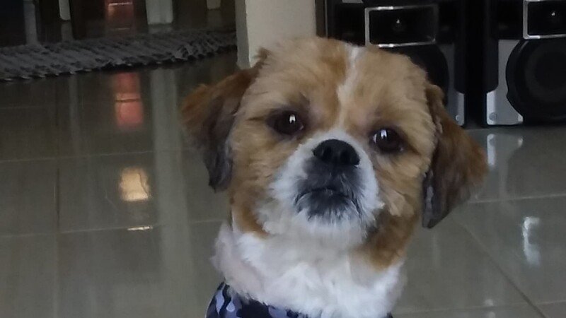 imagem da vaquinha Ajuda pra custear uma parte das cirurgias do Jack