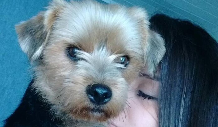 🐾 Ajude o Pudim a se recuperar! Nosso guerreirinho precisa de você! 💔