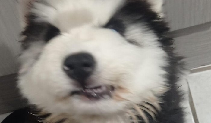 Ajude o Dante voltar a sorrir