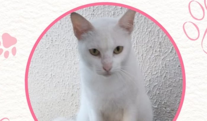 Ajude a Galadriel