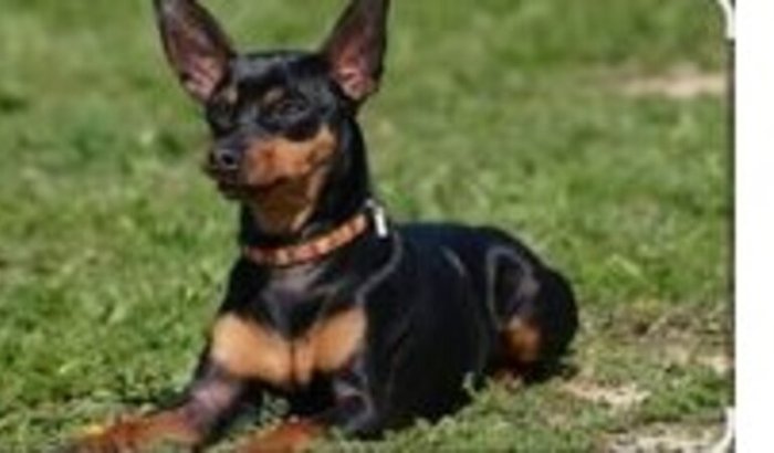 Pandora precisa de você