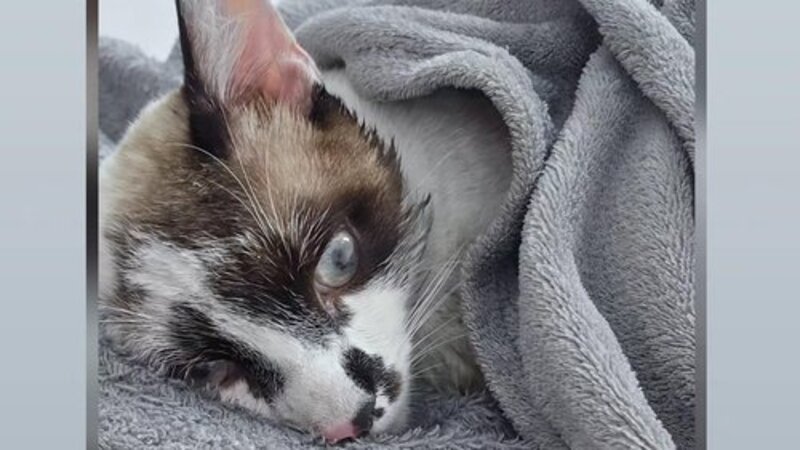 🆘 Ajude o gatinho Byte (Vulgo "Chumbinho") a se recuperar 🐾