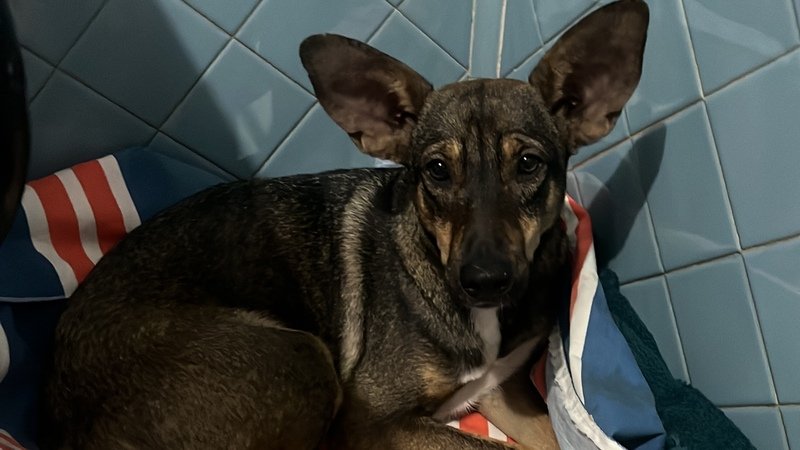 imagem da vaquinha Ajude na cirurgia do Bob 🐶🐾