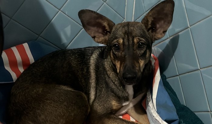 Ajude na cirurgia do Bob 🐶🐾