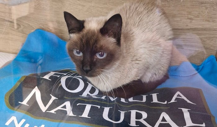 Cirurgia no ureter da Nina