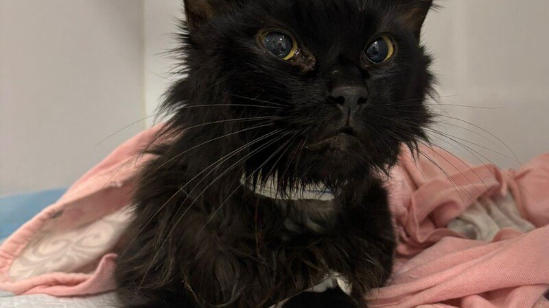 imagem da vaquinha Tratamento para MAZE