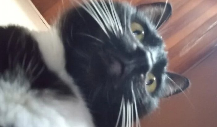 Ajuda com a cirurgia da Morgana