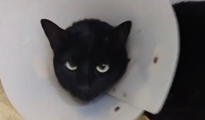 Ajude o Gato Dengoso
